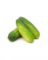 Small-Cucumber-A-V079-827x1024