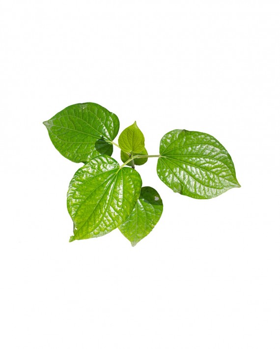 Wild-Betel-Leafbush-A-V104-827x1024