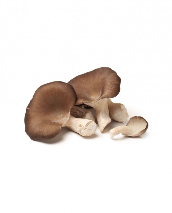 Mushroom-(Brown-Oyster)-A-V115-827x1024