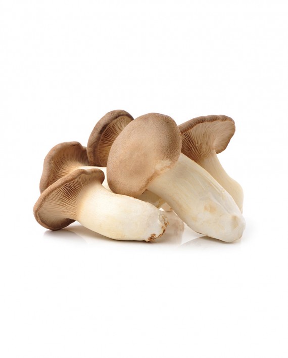 Mushroom-(King-Oyster-Erinji)-A-V117-827x1024