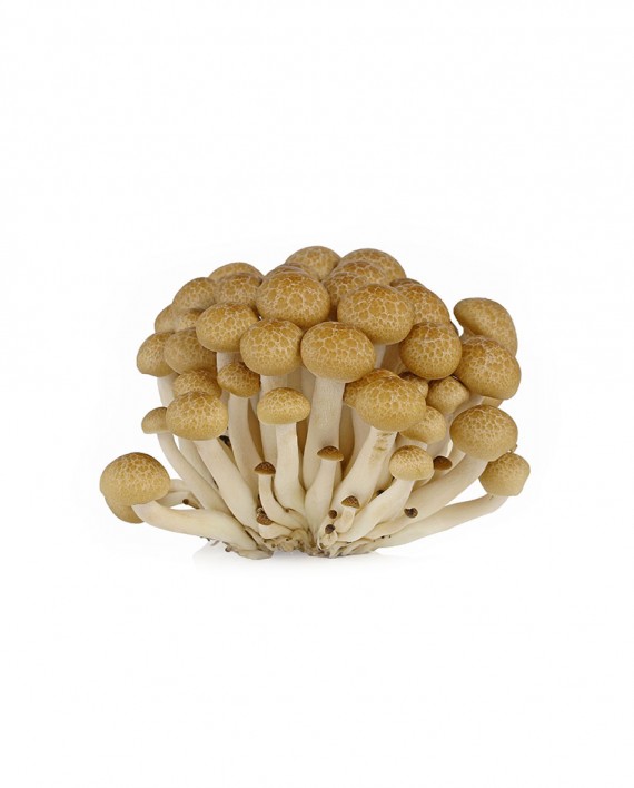 Mushroom-(Shimeji-Brown)-A-V118-827x1024