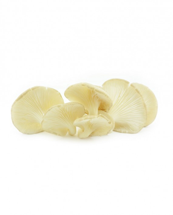 Mushroom-(White-Oyster)-A-V114-827x1024