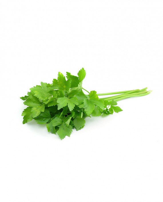 Coriander-A-V031-827x1024