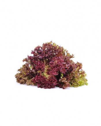 Salad-2-Red-Lettuce-A-V073-827x1024