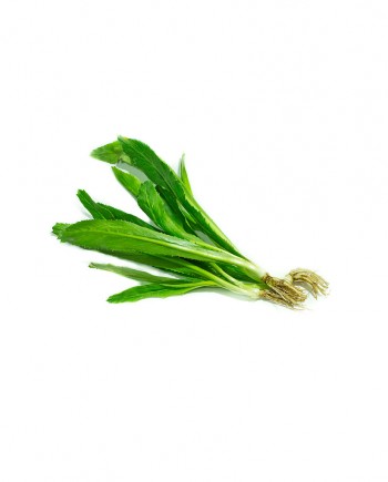 Sawtooth-Coriander-A-V076-827x1024