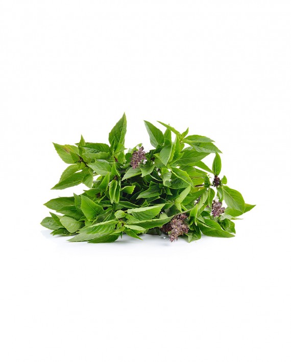 Sweet-Basil-A-V087-827x1024