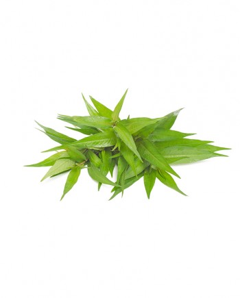 Vietnamese-Coriander-A-V101-827x1024