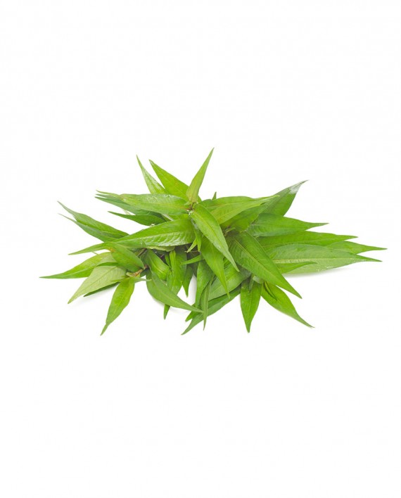 Vietnamese-Coriander-A-V101-827x1024