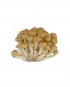Mushroom-(Shimeji-Brown)-A-V118-827x1024