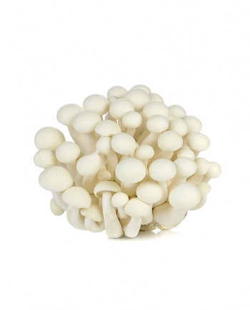 Mushroom-(Shimeji-White)-A-V119-827x1024