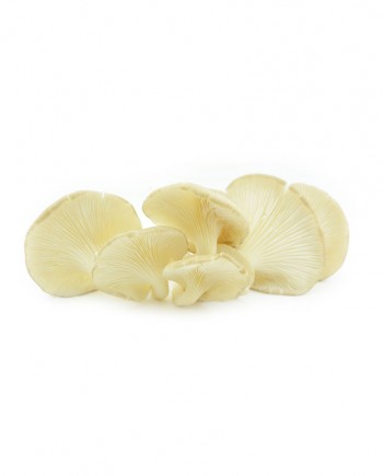 Mushroom-(White-Oyster)-A-V114-827x1024