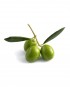 Thai-Olive-A-V124-827x1024